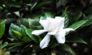 什么花可以吸甲醛 什么花可以吸甲醛吸味道