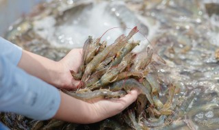 小河虾炒韭菜怎么做（小河虾炒韭菜怎么做的）