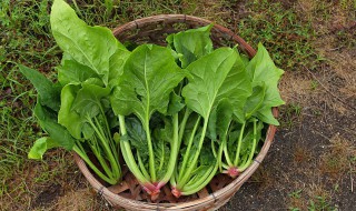 菠菜炒豆腐怎么做 菠菜炒豆腐怎么做的